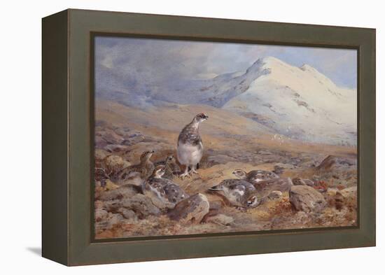 On the Ptarmigan Ground watercolor-Archibald Thorburn-Framed Premier Image Canvas