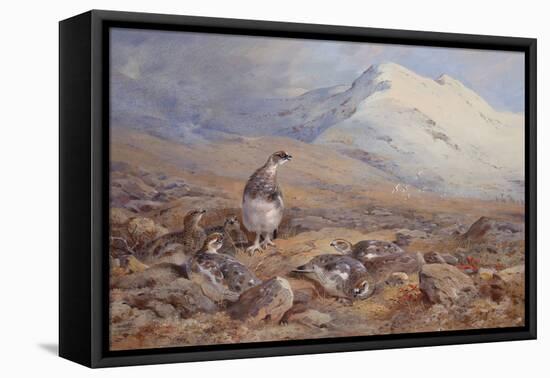 On the Ptarmigan Ground watercolor-Archibald Thorburn-Framed Premier Image Canvas