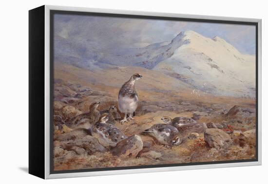 On the Ptarmigan Ground watercolor-Archibald Thorburn-Framed Premier Image Canvas