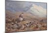 On the Ptarmigan Ground watercolor-Archibald Thorburn-Mounted Giclee Print
