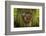 On the Trail of the Cedars, Glacier National Park, Montana, Usa-Russ Bishop-Framed Photographic Print