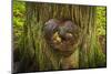 On the Trail of the Cedars, Glacier National Park, Montana, Usa-Russ Bishop-Mounted Photographic Print