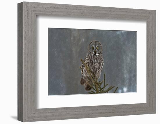 On Watch-Nick Kalathas-Framed Photographic Print