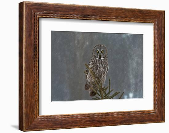 On Watch-Nick Kalathas-Framed Photographic Print