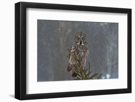 On Watch-Nick Kalathas-Framed Photographic Print