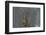 On Watch-Nick Kalathas-Framed Photographic Print