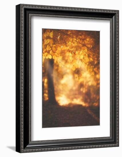 On Wholeheartedness-Philippe Sainte-Laudy-Framed Photographic Print