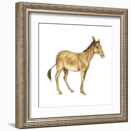 Onager (Equus Onager), Mammals-Encyclopaedia Britannica-Framed Art Print