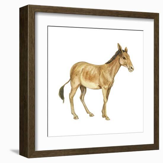 Onager (Equus Onager), Mammals-Encyclopaedia Britannica-Framed Art Print