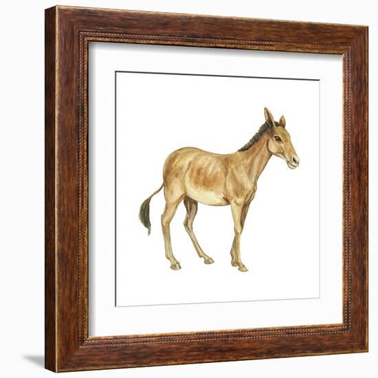 Onager (Equus Onager), Mammals-Encyclopaedia Britannica-Framed Art Print