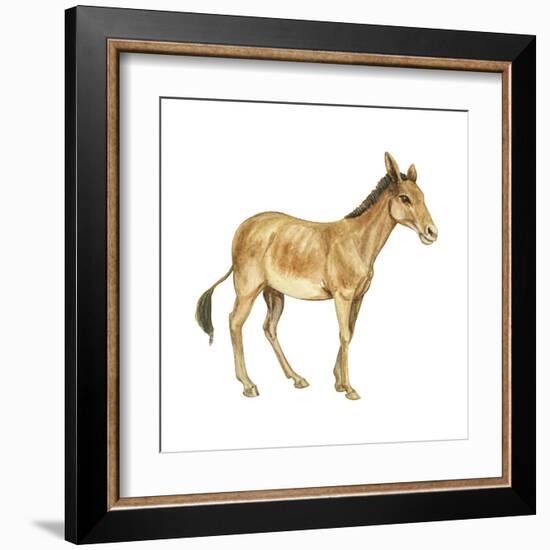 Onager (Equus Onager), Mammals-Encyclopaedia Britannica-Framed Art Print