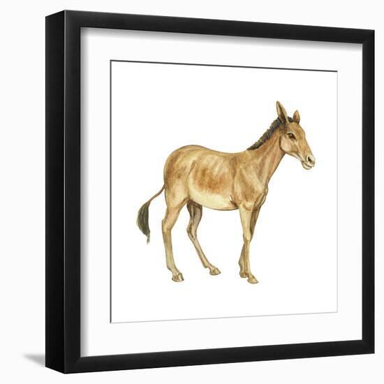 Onager (Equus Onager), Mammals-Encyclopaedia Britannica-Framed Art Print