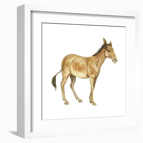 Onager (Equus Onager), Mammals-Encyclopaedia Britannica-Framed Art Print