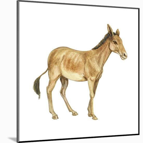 Onager (Equus Onager), Mammals-Encyclopaedia Britannica-Mounted Art Print