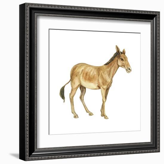 Onager (Equus Onager), Mammals-Encyclopaedia Britannica-Framed Art Print