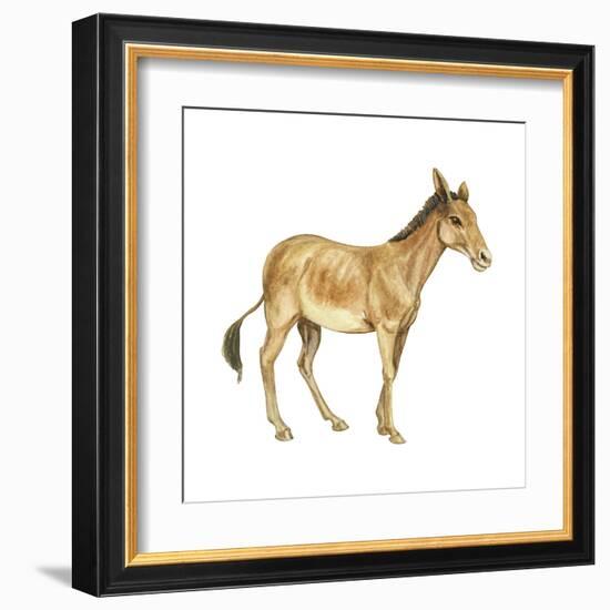 Onager (Equus Onager), Mammals-Encyclopaedia Britannica-Framed Art Print