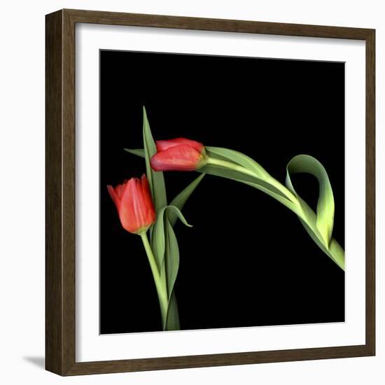 Once Bitten, Twice Shy?-Magda Indigo-Framed Photographic Print