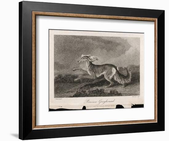 Once Known as the Persian Greyhound-H.r. Cook-Framed Art Print