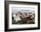 Once Small Fishing Village on Tiny Island of Ona, Now Summer Cabins, Ona, Sandoy, Norway-David Lomax-Framed Photographic Print