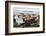 Once Small Fishing Village on Tiny Island of Ona, Now Summer Cabins, Ona, Sandoy, Norway-David Lomax-Framed Photographic Print