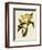 Oncidium Brunleesianum-John Nugent Fitch-Framed Giclee Print