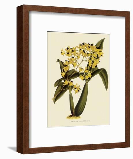 Oncidium Brunleesianum-John Nugent Fitch-Framed Giclee Print