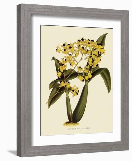 Oncidium Brunleesianum-John Nugent Fitch-Framed Giclee Print