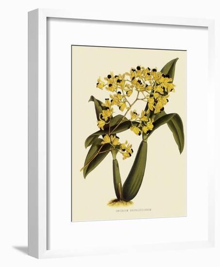 Oncidium Brunleesianum-John Nugent Fitch-Framed Giclee Print