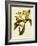 Oncidium Brunleesianum-John Nugent Fitch-Framed Giclee Print