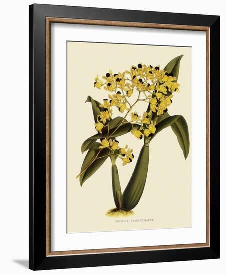 Oncidium Brunleesianum-John Nugent Fitch-Framed Giclee Print