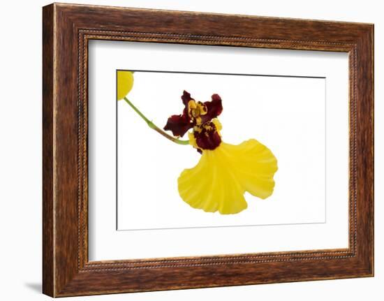 Oncidium Insigne1-Fabio Petroni-Framed Photographic Print