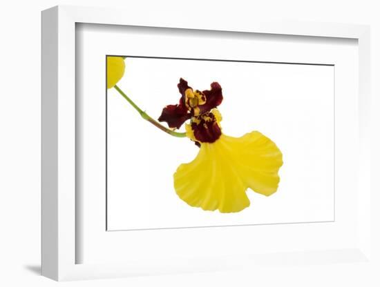 Oncidium Insigne1-Fabio Petroni-Framed Photographic Print