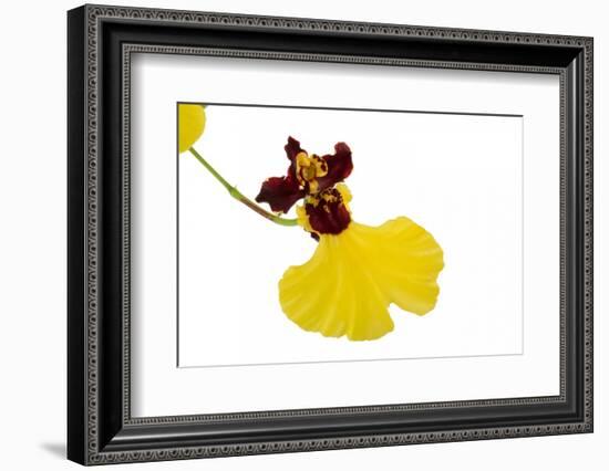 Oncidium Insigne1-Fabio Petroni-Framed Photographic Print