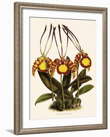 Oncidium Papilio-John Nugent Fitch-Framed Giclee Print