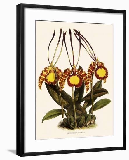 Oncidium Papilio-John Nugent Fitch-Framed Giclee Print