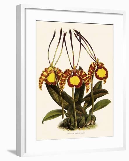 Oncidium Papilio-John Nugent Fitch-Framed Giclee Print