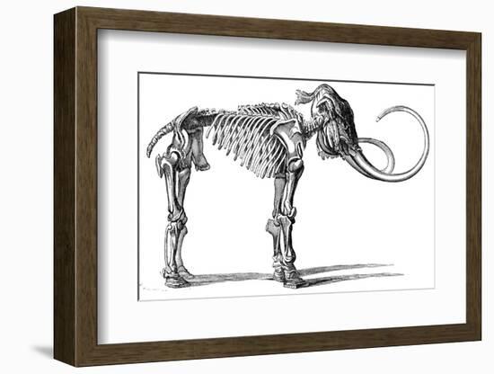 Oncoul Mammoth, 19th Century Artwork-Science Photo Library-Framed Photographic Print