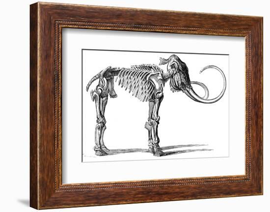 Oncoul Mammoth, 19th Century Artwork-Science Photo Library-Framed Photographic Print