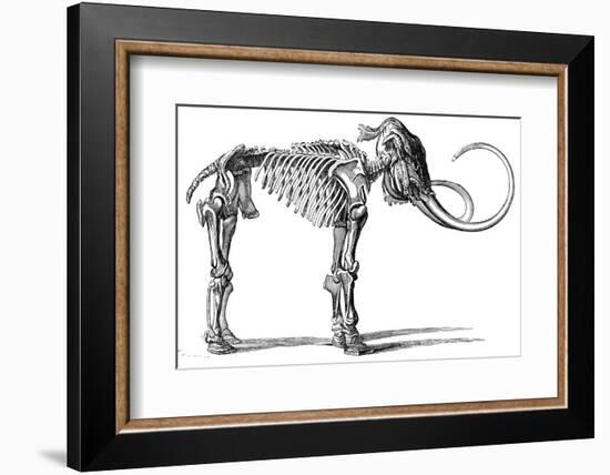 Oncoul Mammoth, 19th Century Artwork-Science Photo Library-Framed Photographic Print