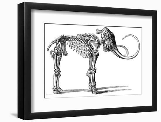 Oncoul Mammoth, 19th Century Artwork-Science Photo Library-Framed Photographic Print