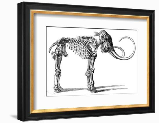 Oncoul Mammoth, 19th Century Artwork-Science Photo Library-Framed Photographic Print