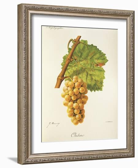 Ondenc Grape-J. Troncy-Framed Giclee Print