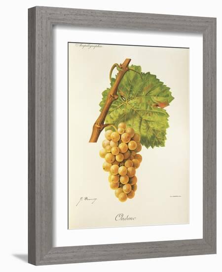 Ondenc Grape-J. Troncy-Framed Giclee Print