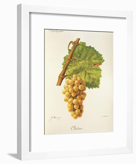 Ondenc Grape-J. Troncy-Framed Giclee Print