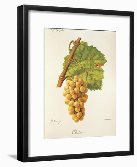 Ondenc Grape-J. Troncy-Framed Giclee Print