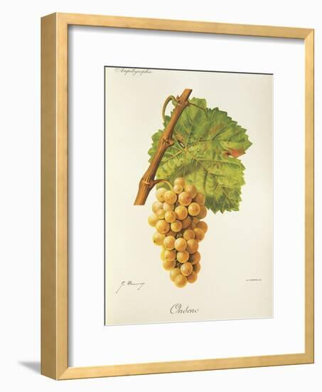 Ondenc Grape-J. Troncy-Framed Giclee Print