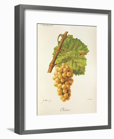 Ondenc Grape-J. Troncy-Framed Giclee Print