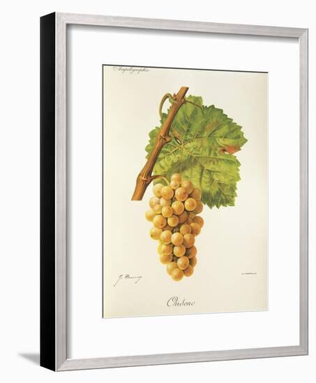 Ondenc Grape-J. Troncy-Framed Giclee Print