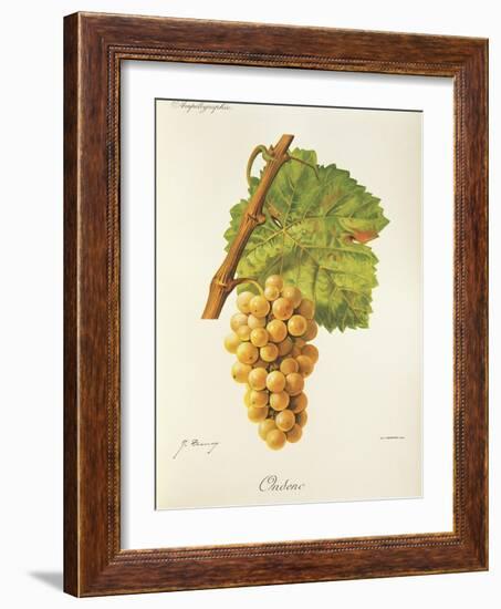 Ondenc Grape-J. Troncy-Framed Giclee Print