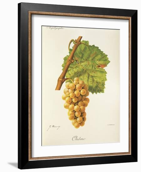 Ondenc Grape-J. Troncy-Framed Giclee Print